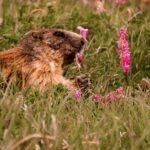 Punxsuutawney Phil Sees Histo Shadow