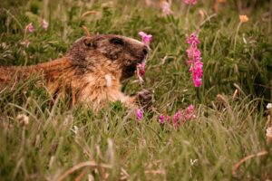 Punxsuutawney Phil Sees Histo Shadow